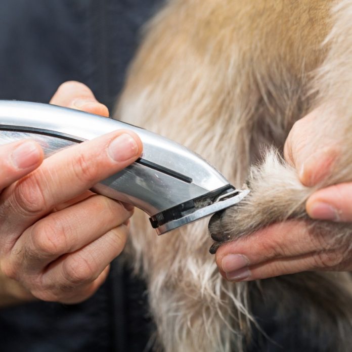 10 Best Dog Clippers for Thick Coats and Matted Hair of 2020
