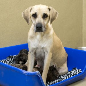 Mom Dog with Small Dogs