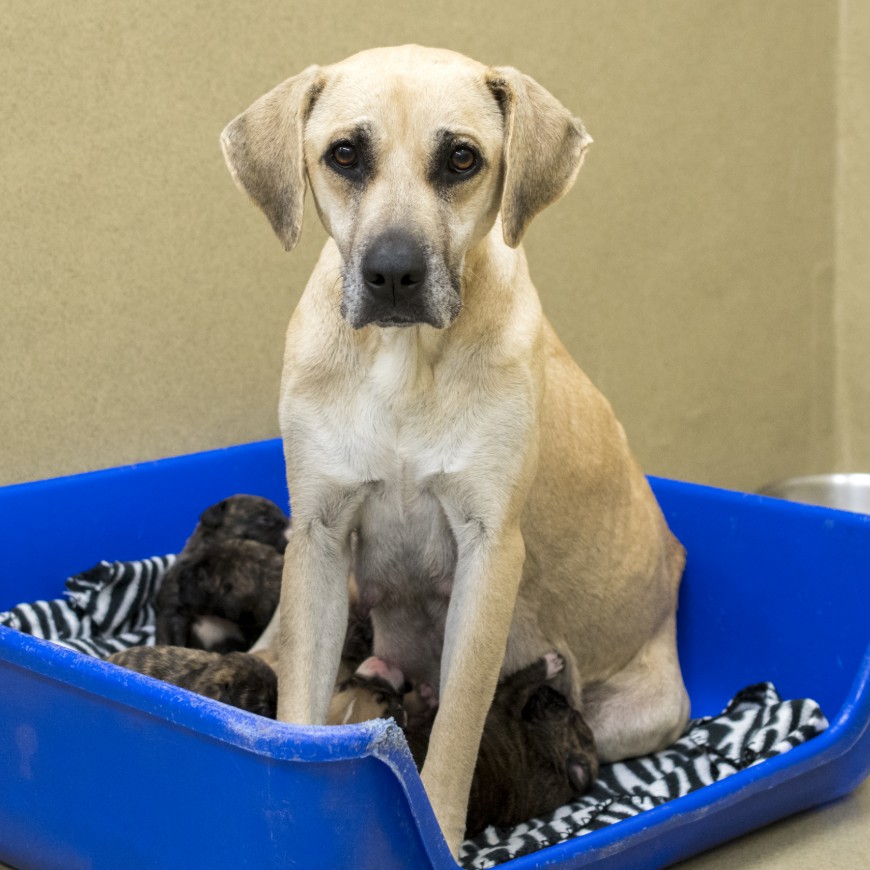 best whelping box for dogs