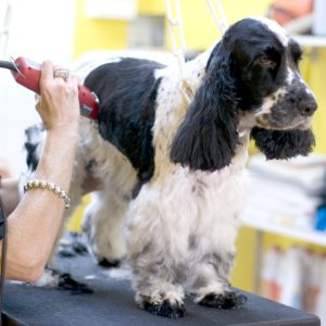 Process of the Dog Grooming