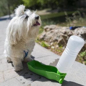 Small Dog Drinking From Water Bottle For Dogs