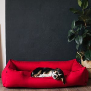 The Best Orthopedic Dog Bed