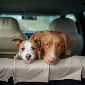 Two Dogs in Car