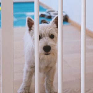 White Terrier DOg Standing Behind Dog Gate