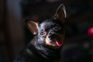 Adult black Chihuahua dog with a tongue out