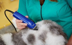 person cutting dog hair with corded pet clipper