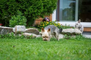 small dogs walking on the lawn in front of the house