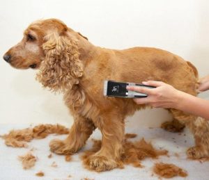 best clippers for long haired dogs