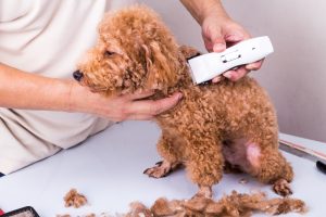 Reasons for Buying the Best Dog Clippers for Poodles