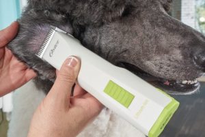 person cutting poodle's hair with oster clipper