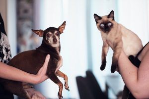 people holding siamese cat and short coat black dog