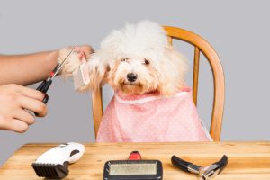 Person grooming white poodle dog