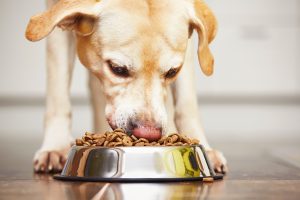 Hungry labrador retriever is feeding at home