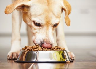 Hungry labrador retriever is feeding at home