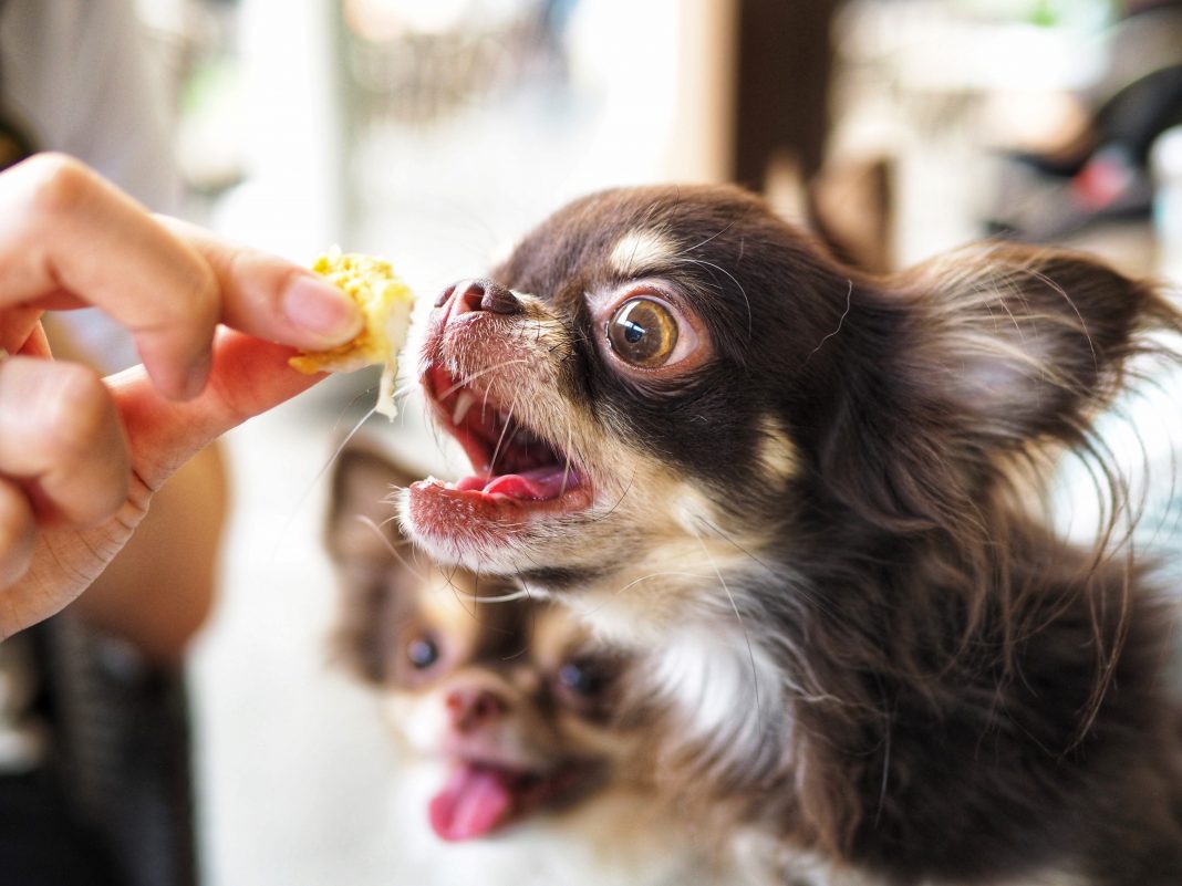 10 Best Dog Food For Chihuahua of 2020