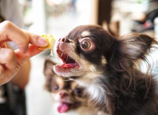 Person Feeds a Long Haired Chihuahua