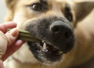 Person gives a dental chew treat to a dog