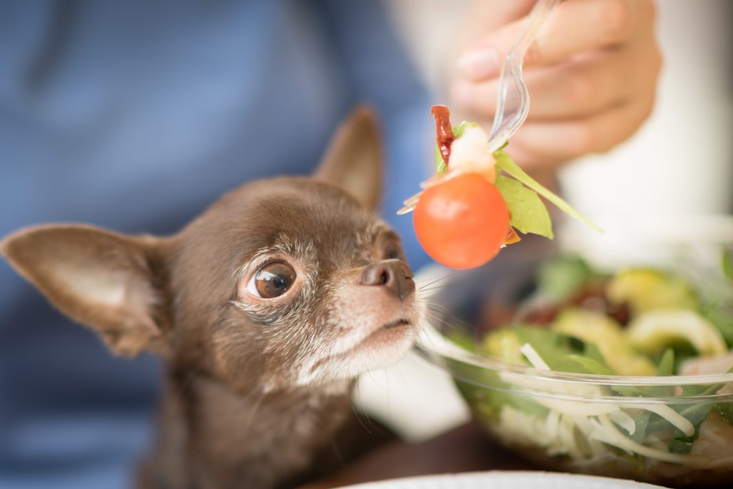 Chihuahua dog food