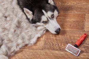 Husky dog lying on the hardwood floor next to the pile of fur and a pet grooming brush