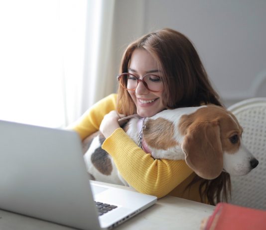 woman in yellow sweater holding brown and white short coated Beagle dog