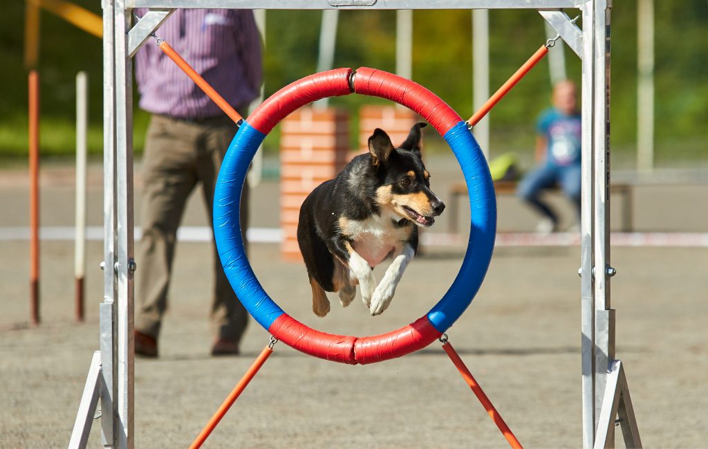 Dog Agility Equipment Best Agility Equipment Kits for Your Dog