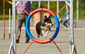 Dog jumping on an agility training tire on a dog playground. jumping through a hurdle at dog agility training.
