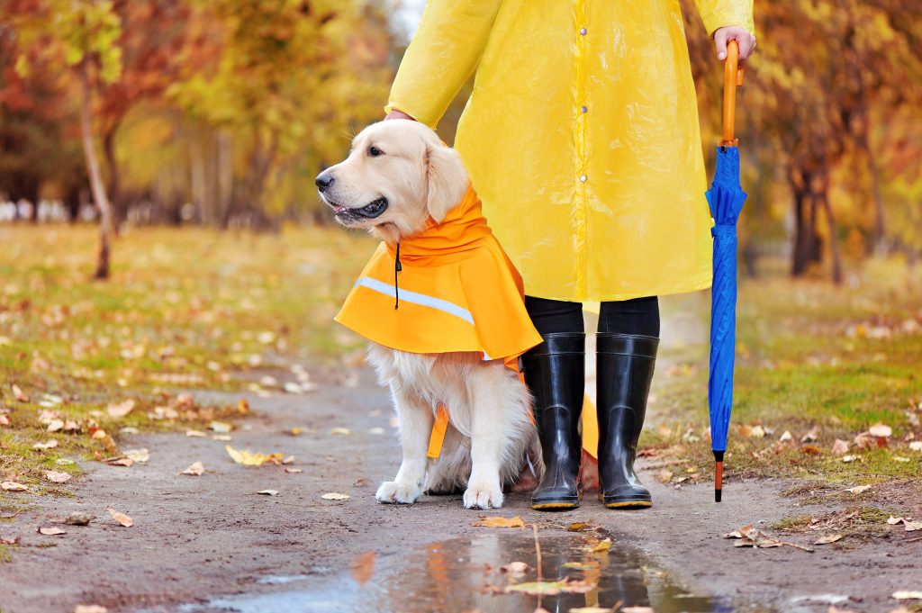 The 10 Best Dog Raincoat of 2020