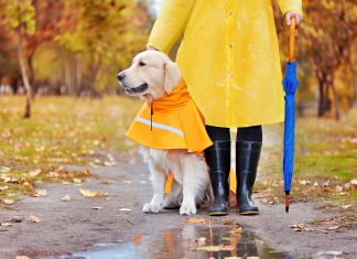 Walk under the rain with a godlen retriever in raincoat