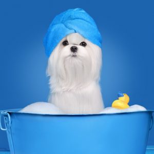 Best Bog Bath Tub