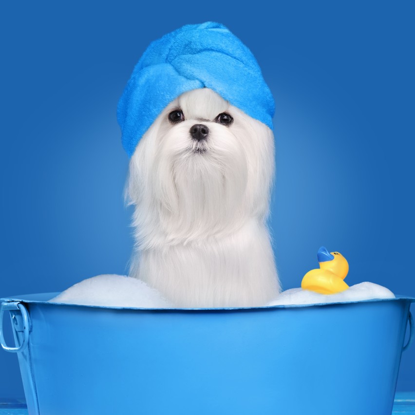 Dog Bath Tub Best Dog Bath Tub for Home Review
