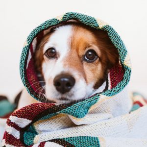 Best Dog Blanket