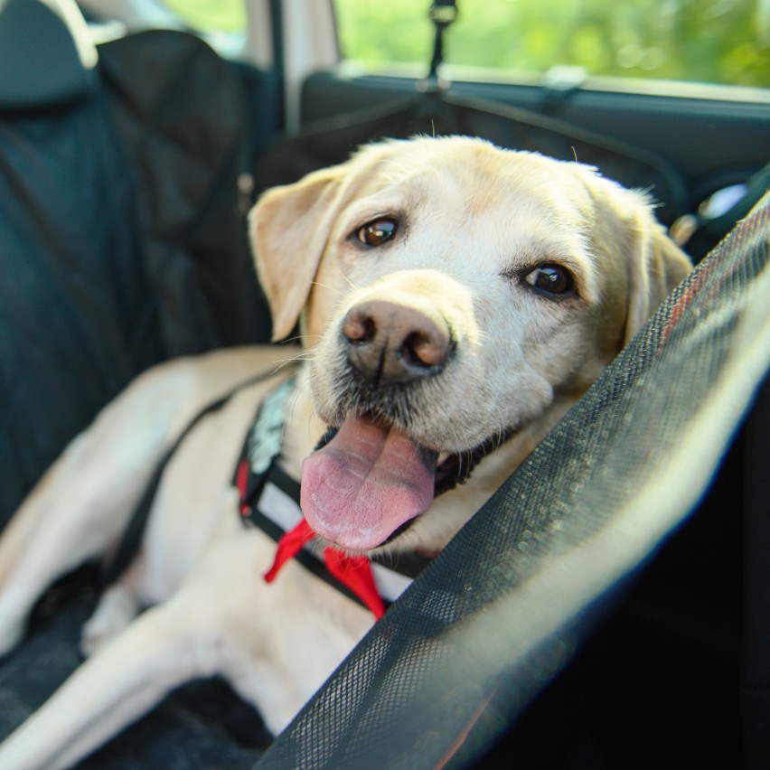 Dog Seat Belt The 10 Best Seat Belt Pet Collars