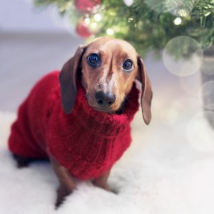 Best Dog Sweaters
