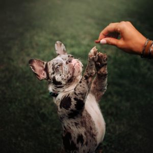 Best Treats For Dogs