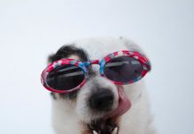 Close Up of Dog Wearing Sunglasses