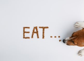 Jack russell or small dog breeds on white background and eats food laid out in the form of the word "eat"