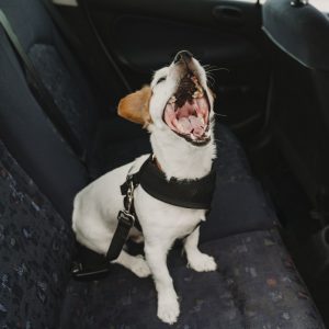 Dog Sitting in a Car With a Dog Seat Belt