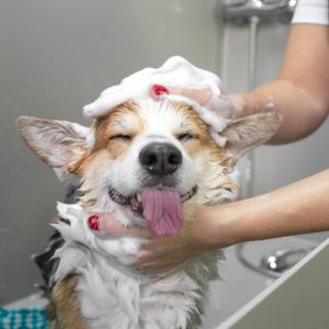 Dog Washing