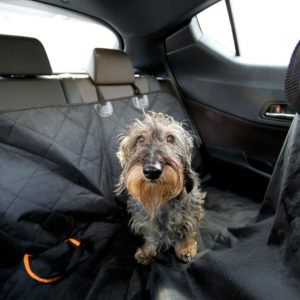 Fluffy Dog Sitting in a Car