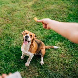 What is the feeding length for the best dog treats?