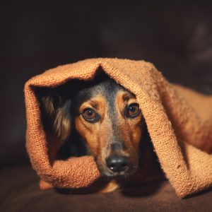 Features You Should Check When Buying a Dog Blanket