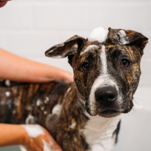 When Should I Bath My Pup?