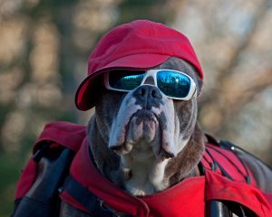 Bulldog wearing red cap and sunglasses