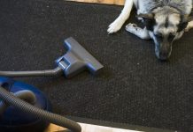 large dog lies on a carpet next to vacuum hose