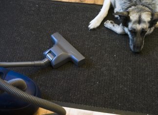 large dog lies on a carpet next to vacuum hose