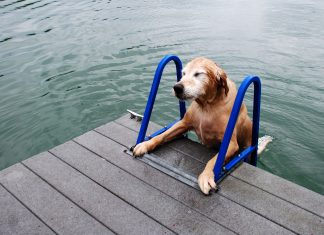 Dog using the pet stair to get out of water
