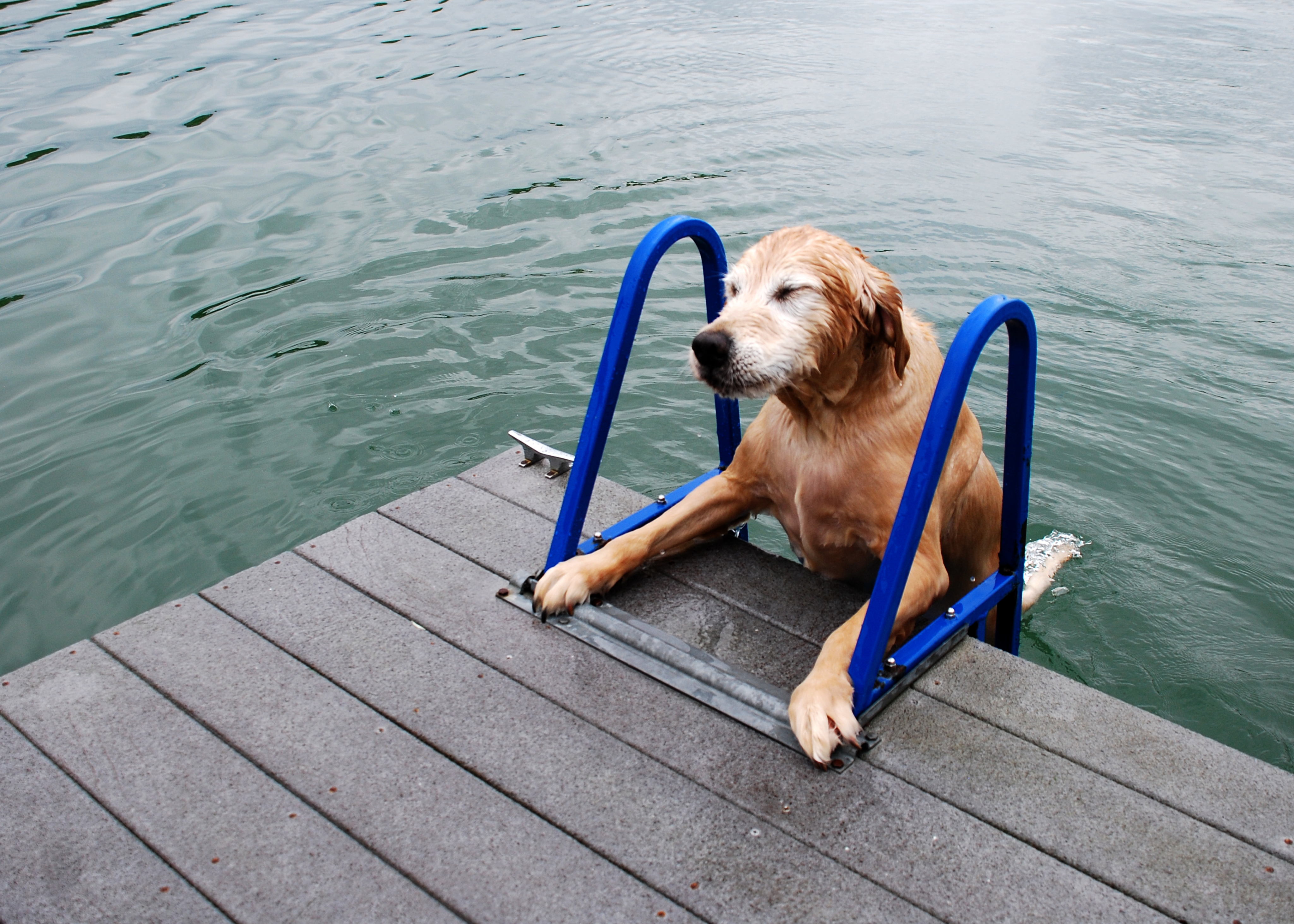 paws aboard doggy boat ladder and ramp