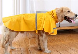 Large retriever dog wearing yellow HAPEE Dog Raincoat
