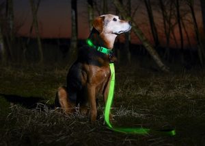 Illumiseen LED Dog Collar Makes Your Dog Visible, Safe & Seen