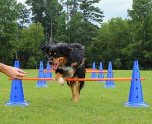 Lord Anson Trade; Dog Agility Hurdle Cone Set - Canine Agility Training Set